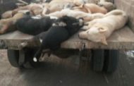 إبادة 11 ألف كلب مسعور خلال شهريين بأمانة العاصمة