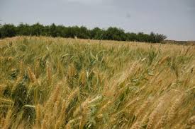 تدشين حصاد محصول القمح بصعدة للموسم الزراعي ٢٠١٧ -٢٠١٨م