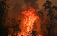 حرائق الغابات في أستراليا تصل ضواحي سيدني