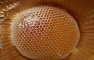 اليمن ينتج أكثر من ألفي طن من العسل خلال 2018م