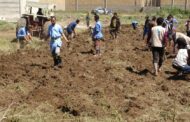 تنفيذ مبادرة زراعية في ساحة الإصلاحية المركزية بمحافظة إب